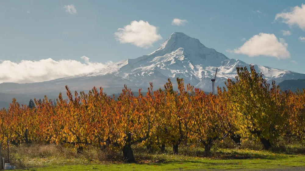 It has become an annual tradition to drive out to Kiyokawa Orchards in Hood River every fall, buy a variety of apples and pears, and rate them. This year after a rainy Halloween we were gifted a wonderful sunny day to make the trip.